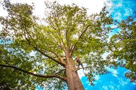 Best Storm Damage Tree Cleanup  in Bargaintown, NJ