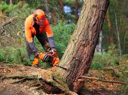 Best Tree Removal  in Bargaintown, NJ