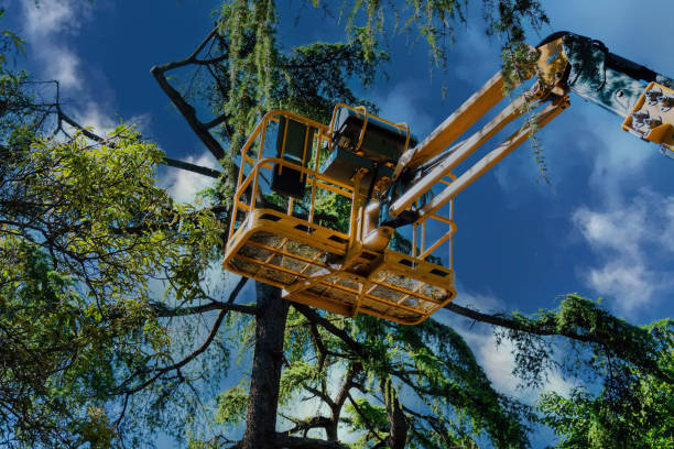 Best Commercial Tree Services  in Bargaintown, NJ